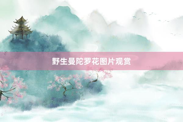 野生曼陀罗花图片观赏